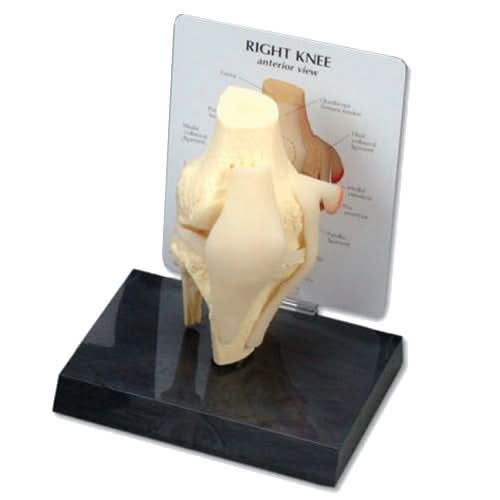 Basic Knee Model